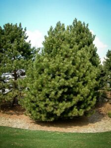 Сосна Чёрная (Pinus Nigra) купить по цене от 270.00р. в интернет-магазине «Посадика» с доставкой почтой в в Заозерске и по всей России – [изображение №1].