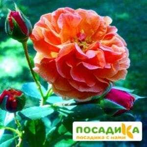 Роза Арабия купить по цене от 350.00р. в интернет-магазине «Посадика» с доставкой почтой в в Заозерске и по всей России – [изображение №1].