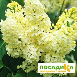 Сирень Примроуз (Primrose) купить по цене от 529.00р. в интернет-магазине «Посадика» с доставкой почтой в в Заозерске и по всей России – [изображение №1].