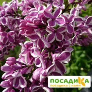 Сирень Сенсация купить по цене от 529.00р. в интернет-магазине «Посадика» с доставкой почтой в в Заозерске и по всей России – [изображение №1].