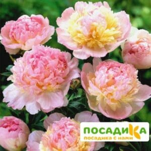 Пион Распберри Сандей (Paeonia Raspberry Sundae) купить по цене от 959р. в интернет-магазине «Посадика» с доставкой почтой в в Заозерске и по всей России – [изображение №1].