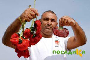 Клубника Гигант Джорнея купить по цене от 266р. в интернет-магазине «Посадика» с доставкой почтой в в Заозерске и по всей России – [изображение №1].