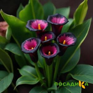 Калла Аура Лейс купить по цене от 400р. в интернет-магазине «Посадика» с доставкой почтой в в Заозерске и по всей России – [изображение №1].