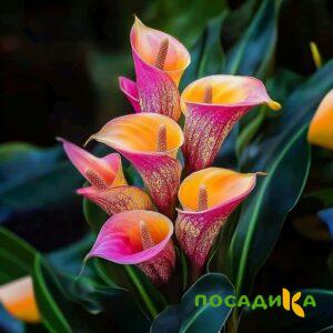 Калла Оникс купить по цене от 450р. в интернет-магазине «Посадика» с доставкой почтой в в Заозерске и по всей России – [изображение №1].