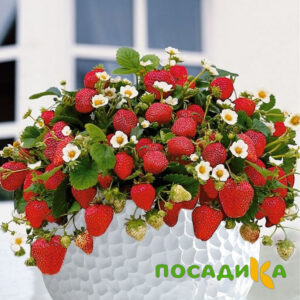 Клубника Рубиновый Шепот (горшечная) купить по цене от 240р. в интернет-магазине «Посадика» с доставкой почтой в в Заозерске и по всей России – [изображение №1].