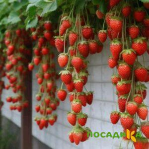Клубника вьющаяся Комплимент купить по цене от 470р. в интернет-магазине «Посадика» с доставкой почтой в в Заозерске и по всей России – [изображение №1].
