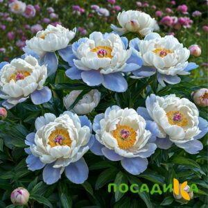 Пион акварельный Этюд купить по цене от 806р. в интернет-магазине «Посадика» с доставкой почтой в в Заозерске и по всей России – [изображение №1].