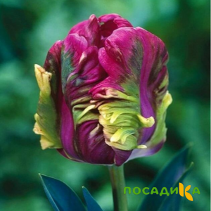 Тюльпан Экзотик Хэвен купить по цене от 186р. в интернет-магазине «Посадика» с доставкой почтой в в Заозерске и по всей России – [изображение №1].